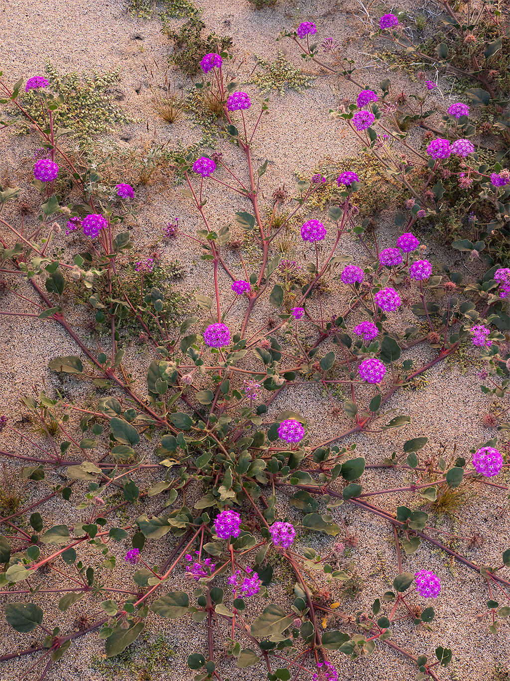 Borrego-Flowers-1