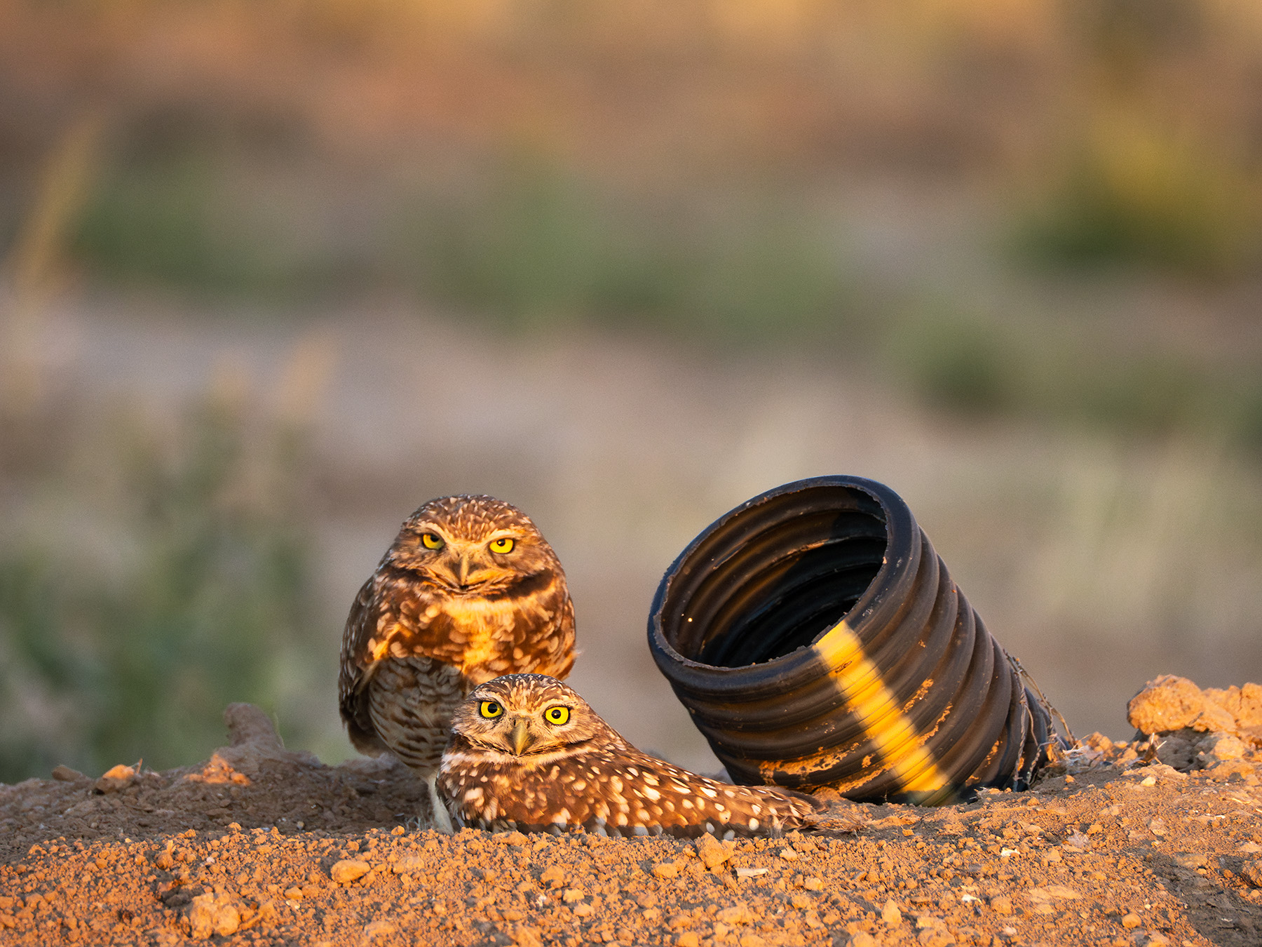 Burrowing=Owls-1