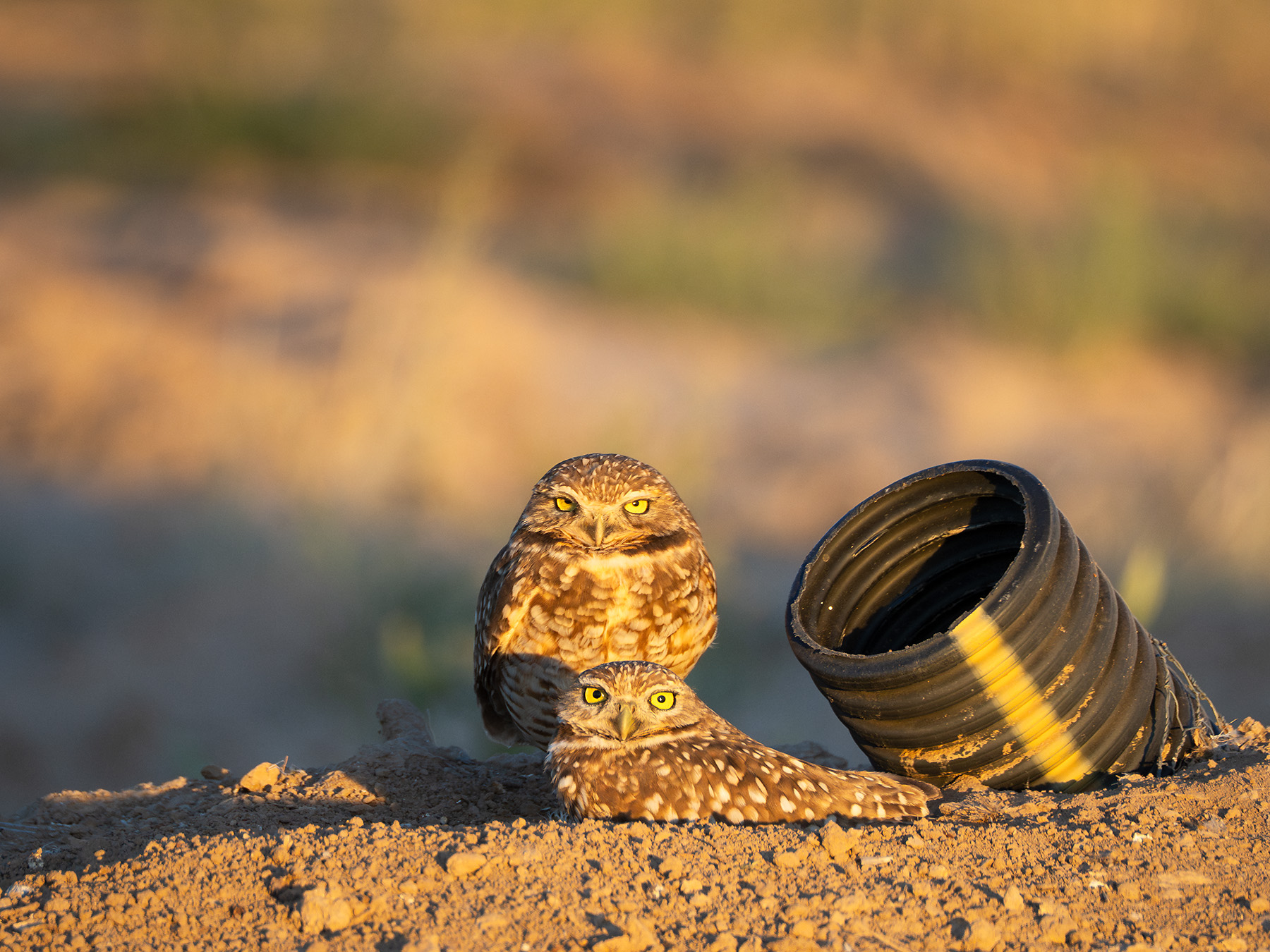 Burrowing=Owls-2