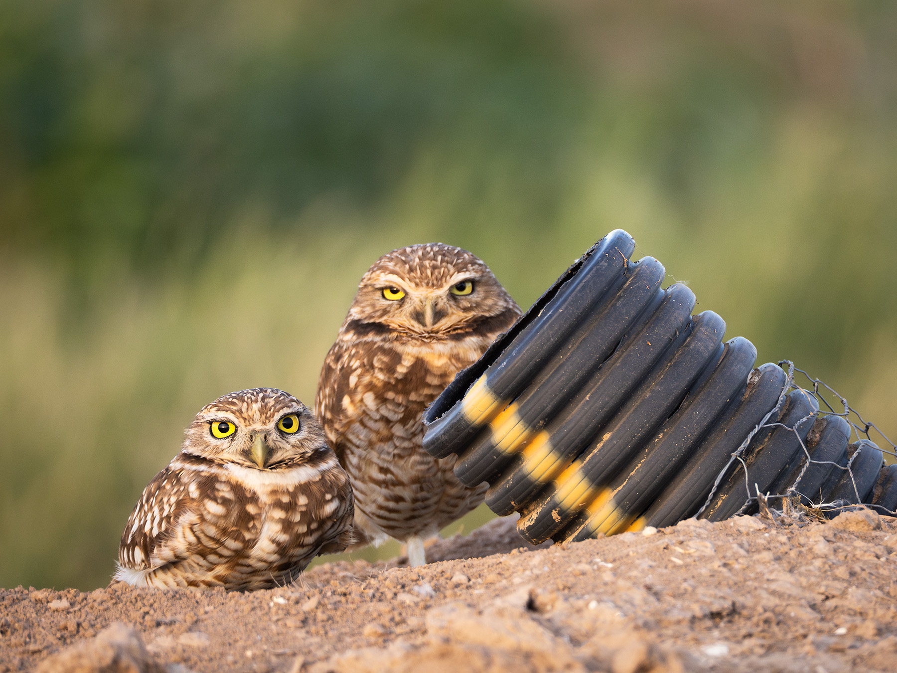 Burrowing=Owls-3