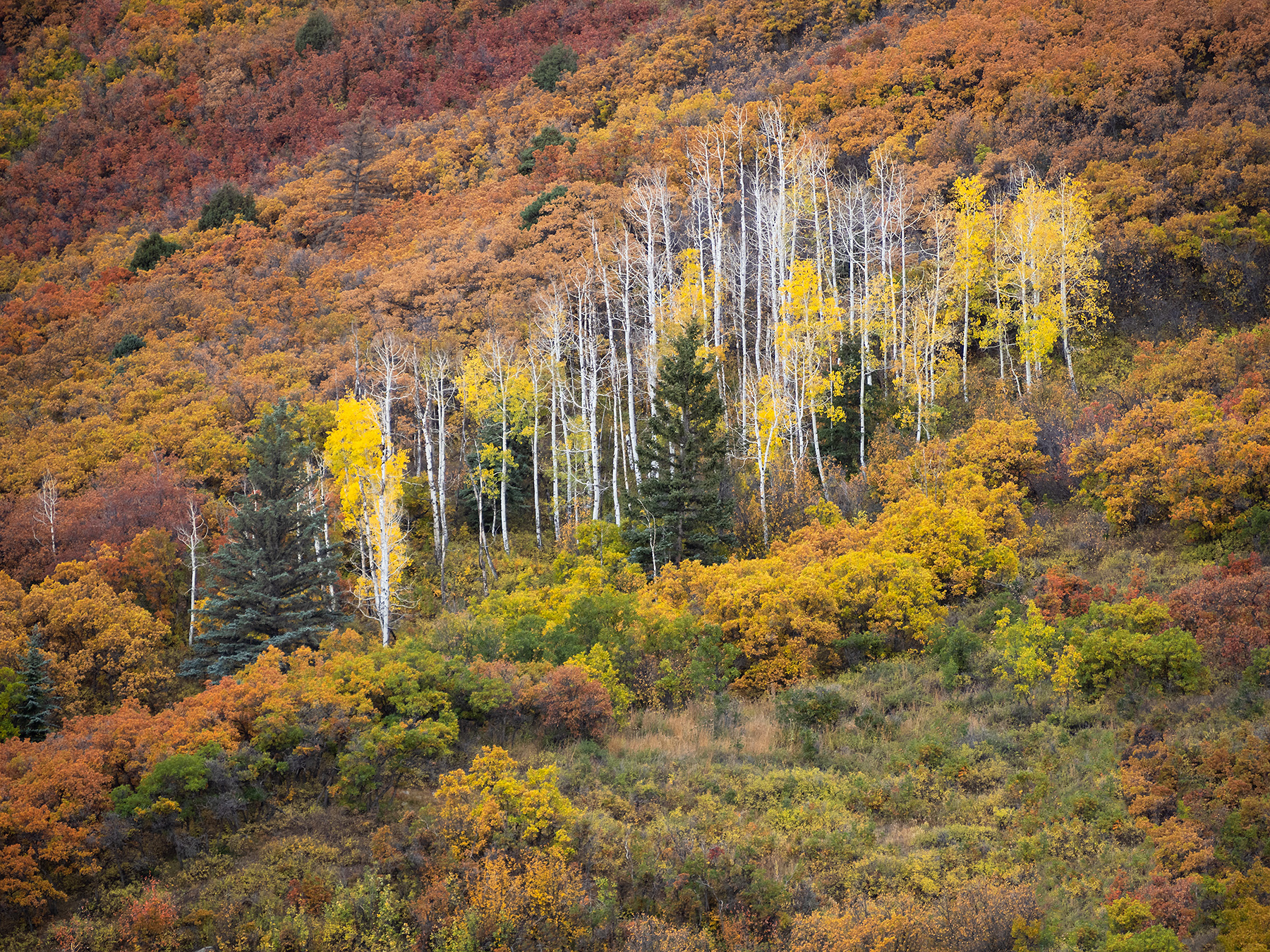 Colorado-Fall-3