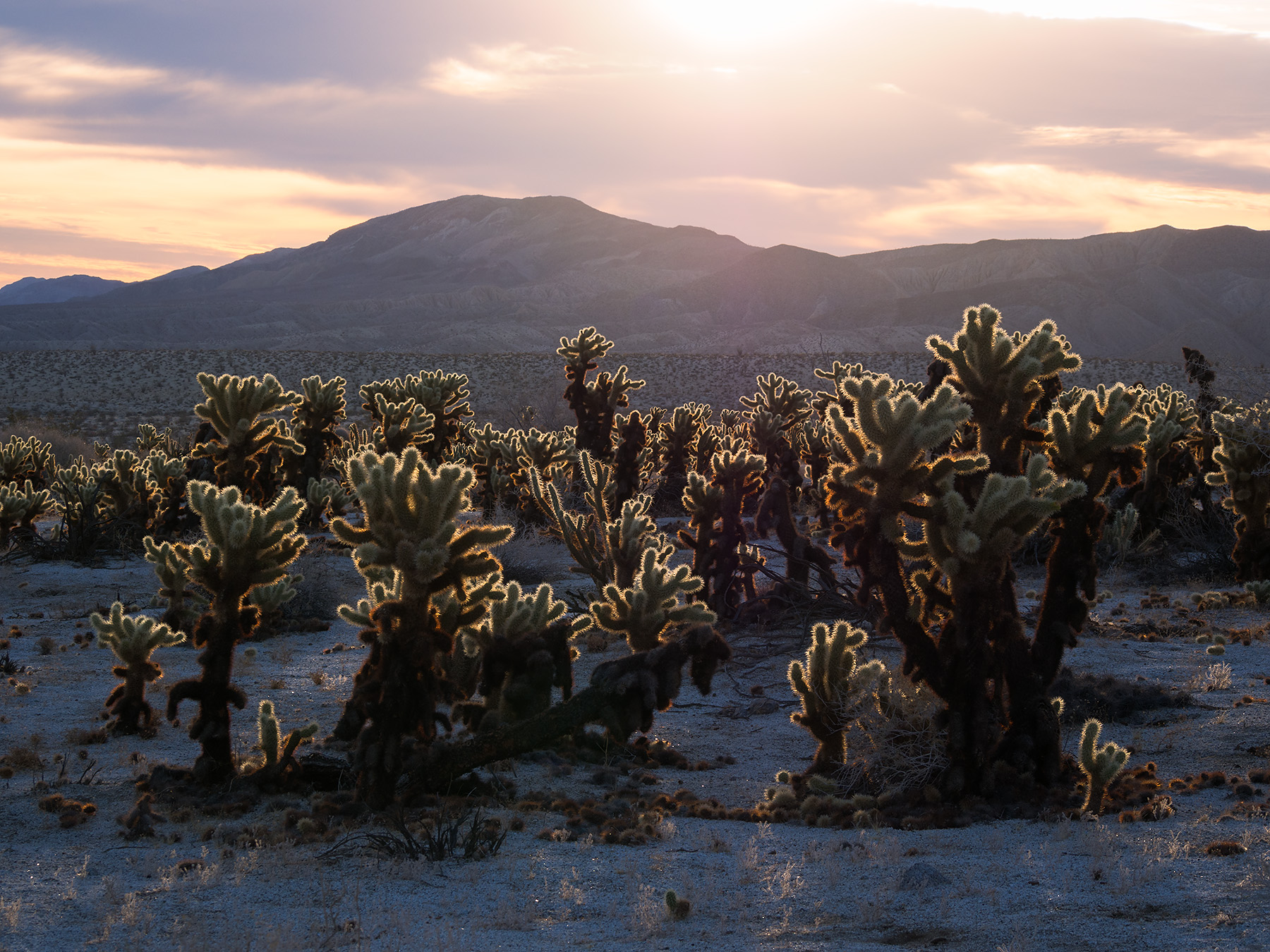 Mtn-Palm-Springs-Cacti