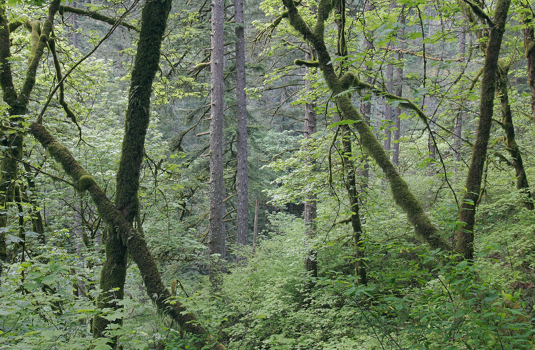 Oregon Trees