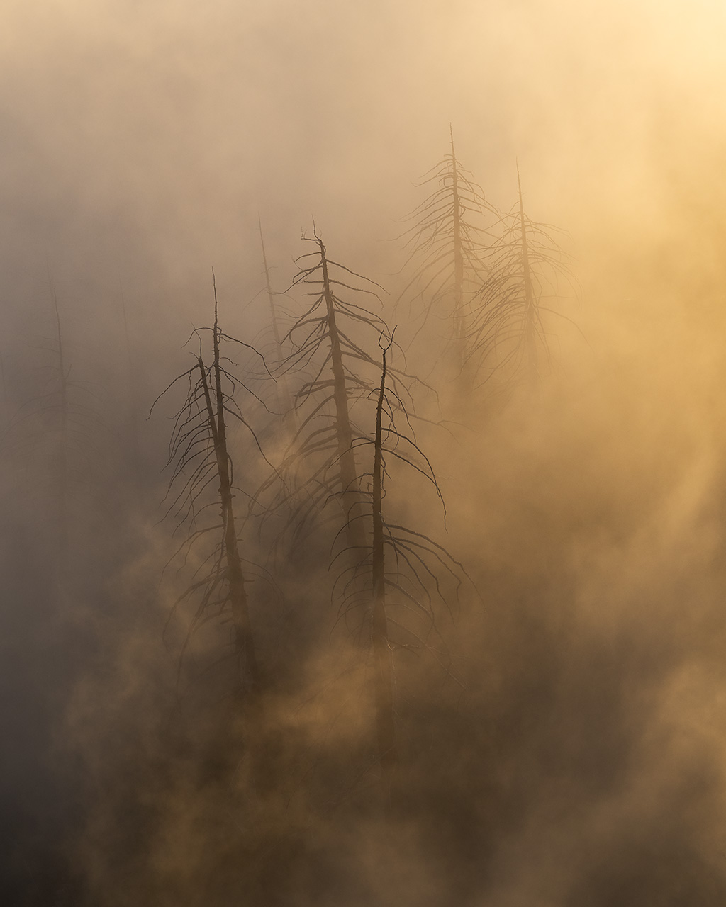 Palomar-Above-Fog-2