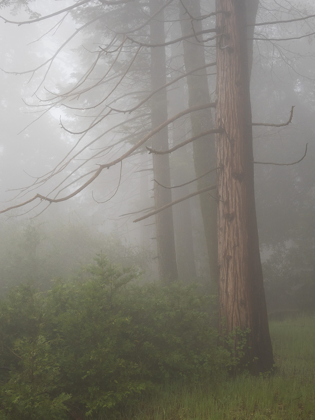 Palomar-Trees-Fog-2