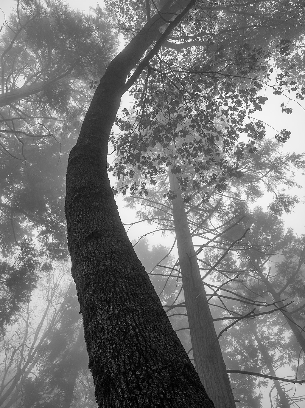 Palomar-Trees-Fog-3