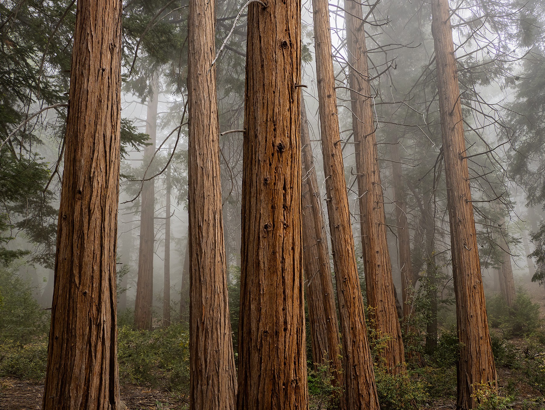 Palomar-Trees-Fog-4