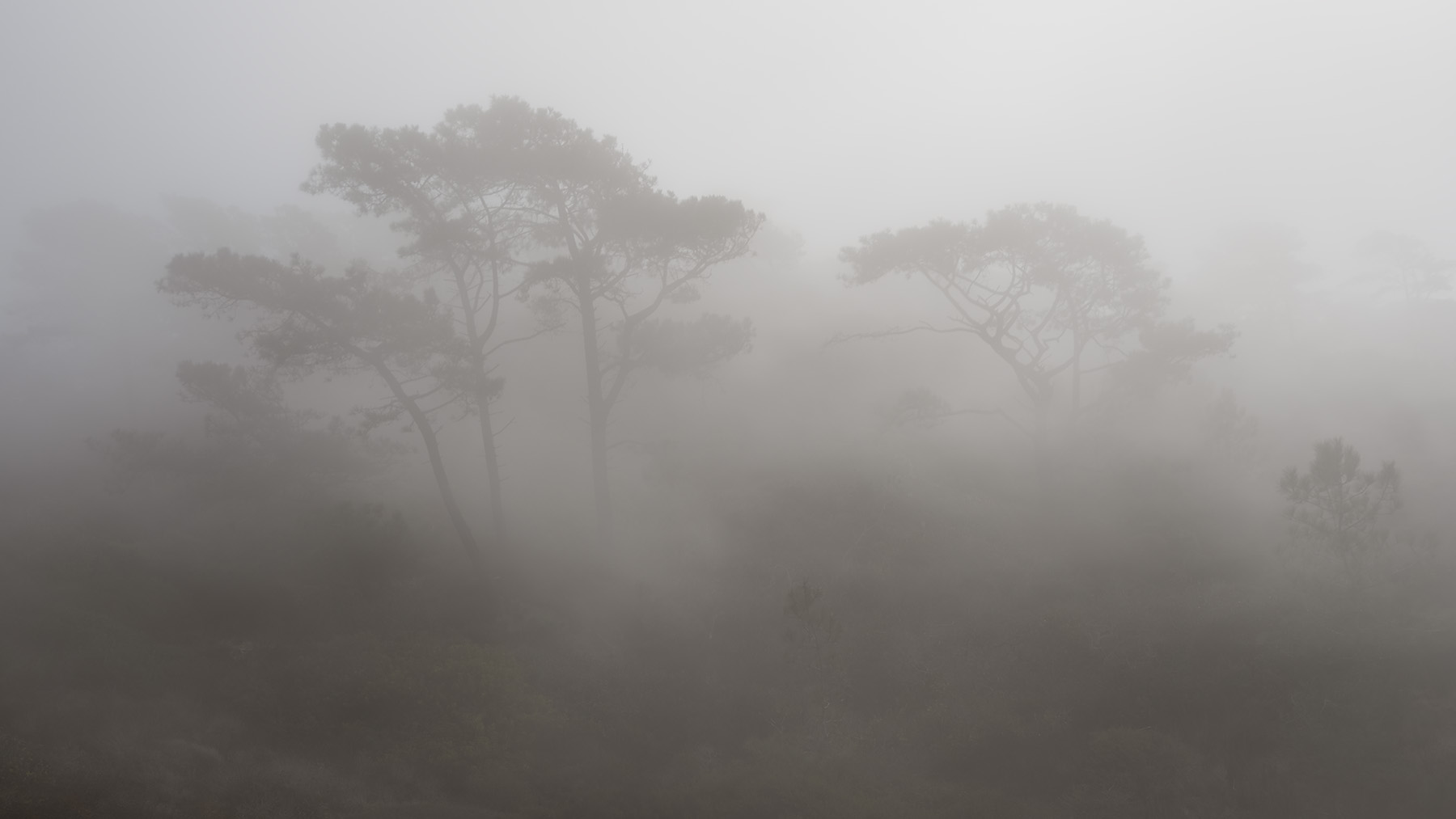 Torrey-Pines-Fog-3