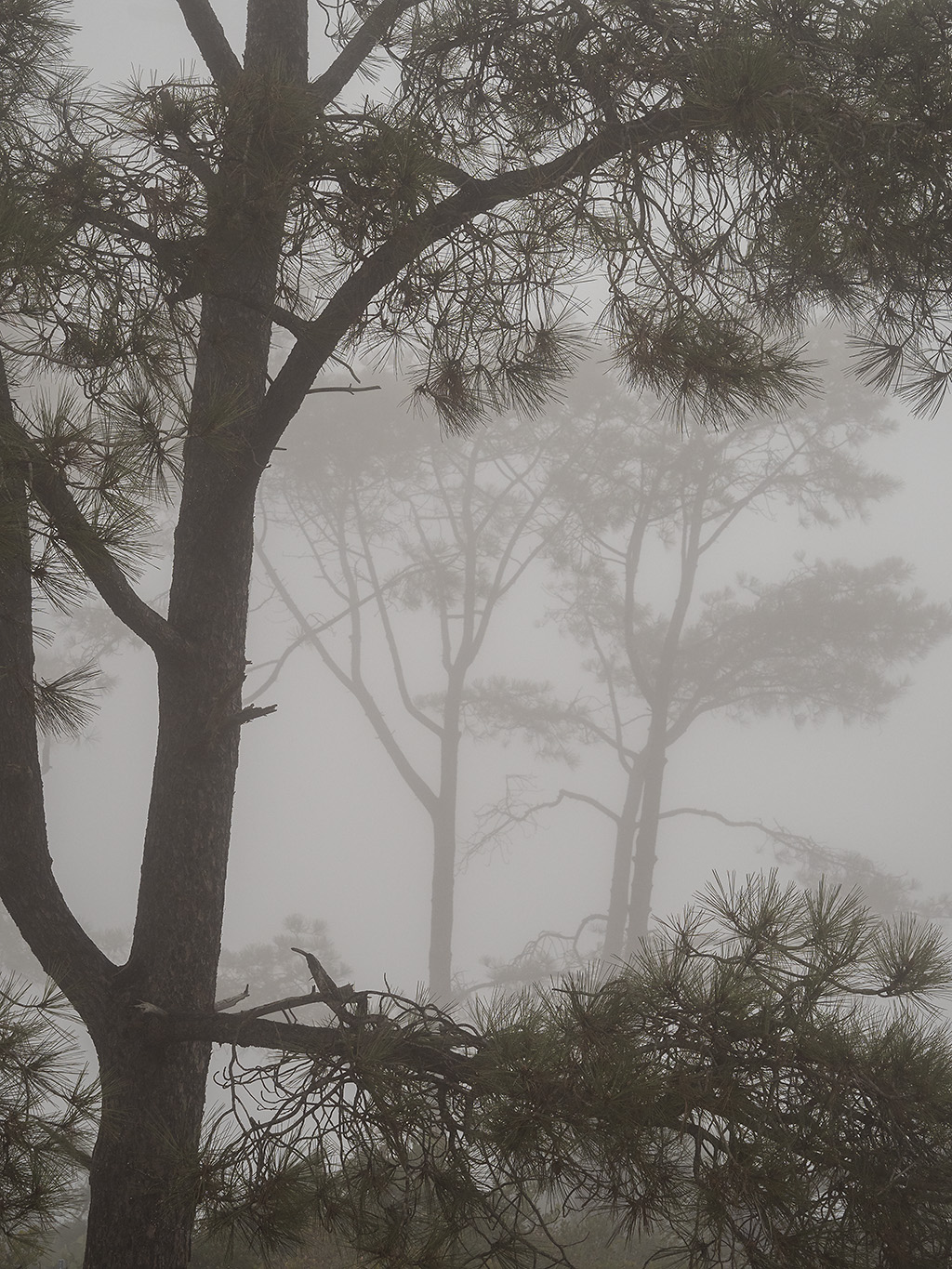 Torrey-Pines-Fog-4